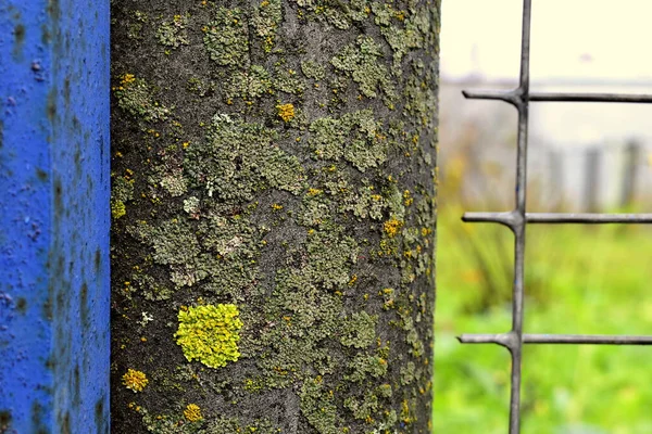 Λειχήνες Φυτρώνουν Τσιμεντένιο Φράχτη — Φωτογραφία Αρχείου