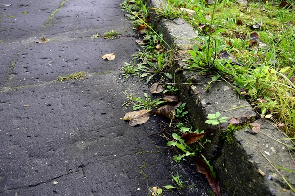 Bordures Inégales Envahies Dans Jardin — Photo