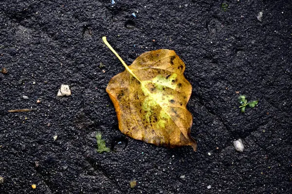 Hoja Caída Sobre Asfalto Húmedo —  Fotos de Stock