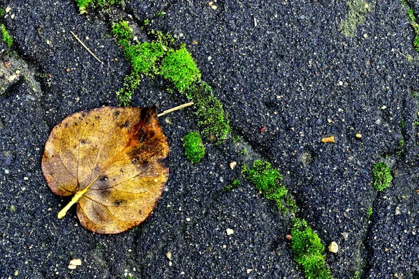 落在湿沥青和苔藓上的叶子 — 图库照片