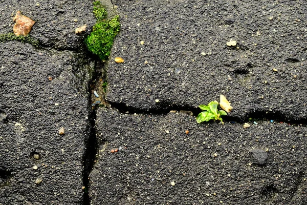 Kırık asfaltta çimenler ve yosunlar