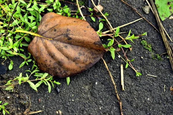 Hojas Caídas Pequeña Hierba Sobre Asfalto — Foto de Stock