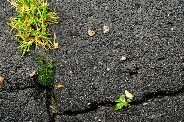 Kırık asfaltta çimenler ve yosunlar