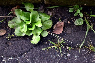 Bergenia asfaltın kenarında yetişir.