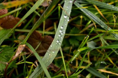Yeşil çimenlerin üzerine çiy damlaları düşer.