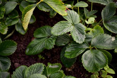 Bahçede ıslak çilek yaprakları