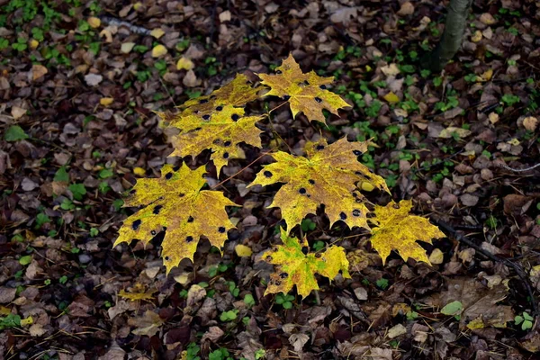 秋に黄色いカエデの葉に暗斑があり — ストック写真