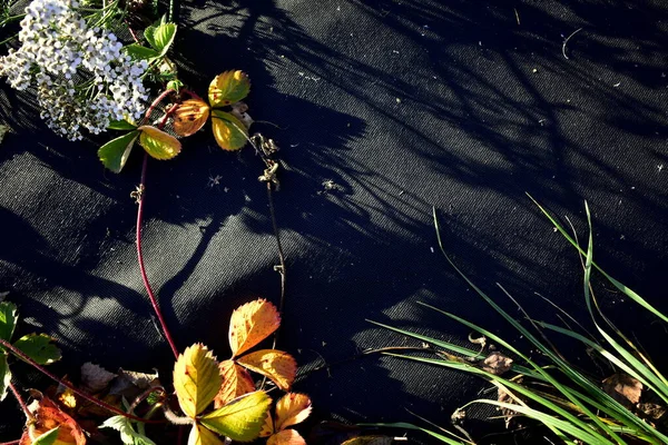 Folhas Flores Tecido Preto — Fotografia de Stock