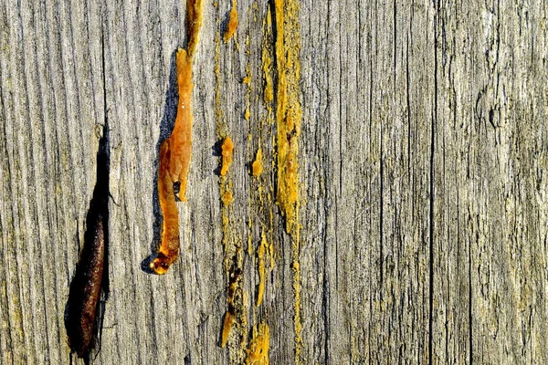 Uitgehard Hars Een Oude Houten Plank — Stockfoto