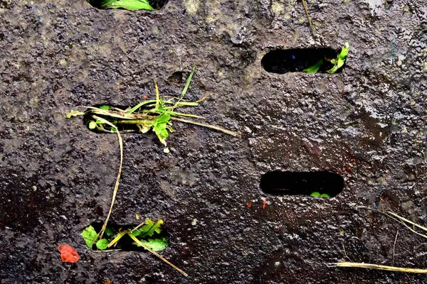 Çimen yaprakları paslı metaldeki deliklerde yetişir.