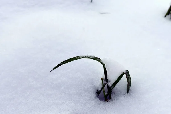 草が雪の中から突き出ています — ストック写真