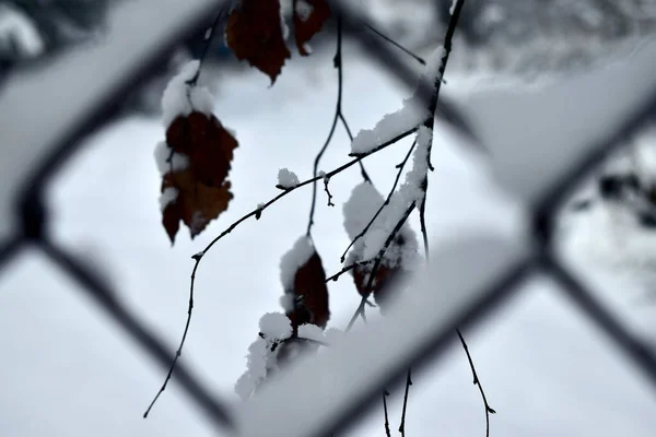 Schnee Klebt Birkenblättern — Stockfoto