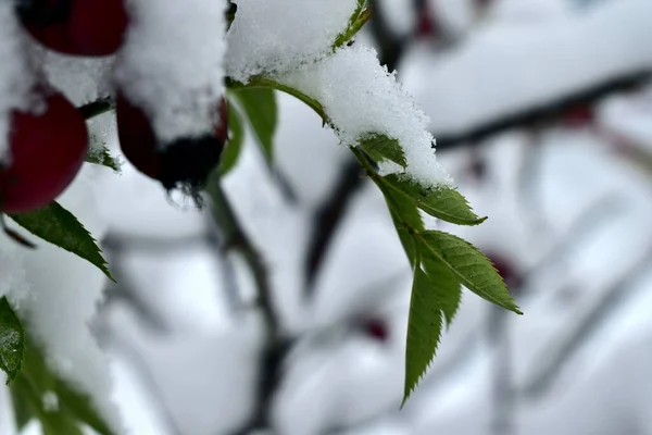 Yaprakların üstünde kar ve gül kalçalar