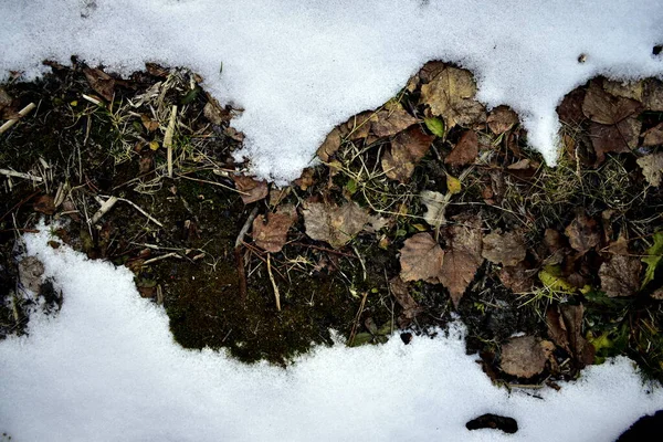 Foglie Cadute Sotto Prima Neve Fusione — Foto Stock