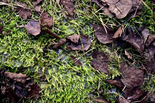 Umgestürzte Blätter Gefrorenen Moos — Stockfoto