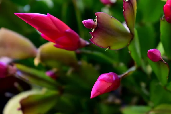 pink flowers on indoor cacti