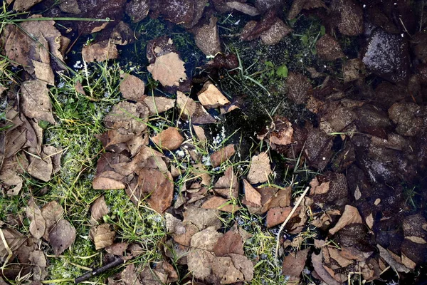 Düşen yapraklar göletteki buzda dondu.