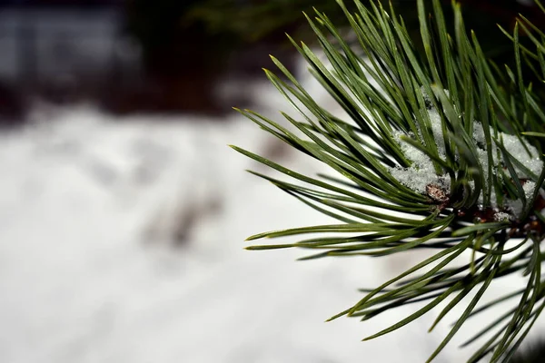 Gałąź Sosnowa Igłami Śniegiem — Zdjęcie stockowe