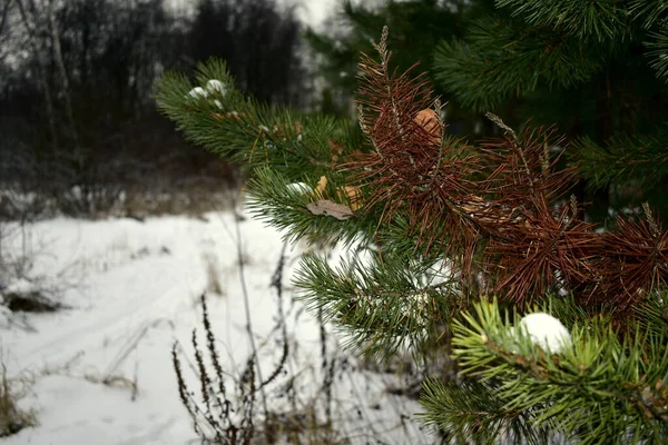 Damaged Branch Green Pine — Stock Photo, Image