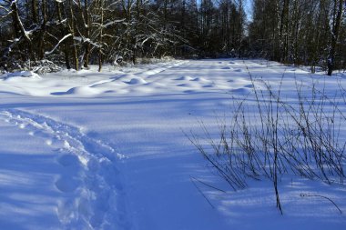 Ormanın yakınında karla kaplı bir toprak parçası.