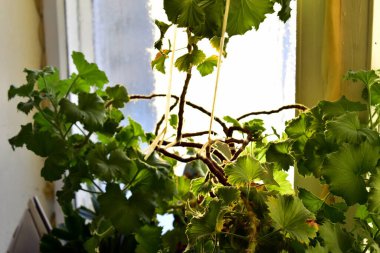 sardunya yaprakları pencere eşiğinde