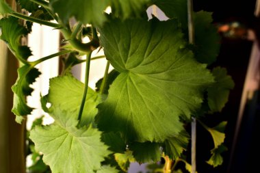 Pencerede sardunya yaprağı