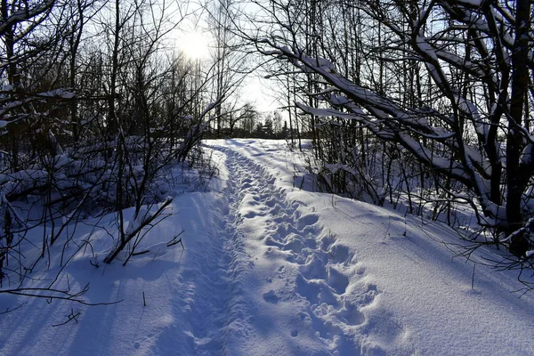 Path Snowy Forest — Stock Photo, Image