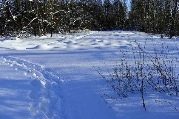 Een Stuk Land Buurt Van Het Bos Bedekt Met Sneeuw — Stockfoto