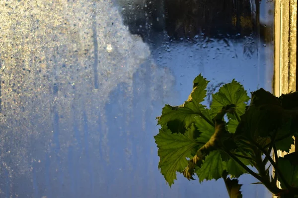 Pelargonblad Fönsterbrädan — Stockfoto