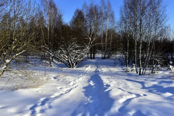 Μονοπάτι Καλυμμένο Χιόνι Μέσα Από Δάσος Εικόνα Αρχείου