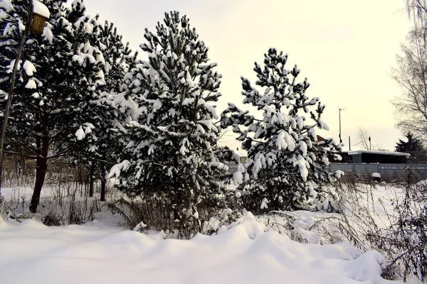 Jonge Dennenbomen Bedekt Met Sneeuw — Stockfoto