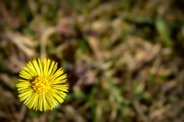 Flor Amarilla Jardín — Foto de Stock