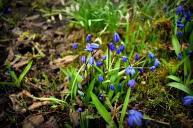 GARDEN 'DA SCYLLA SIBERYAN ÇİÇEKLERİ