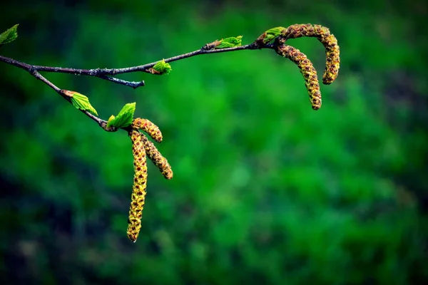 Pendientes Hojas Abedul Joven — Foto de Stock