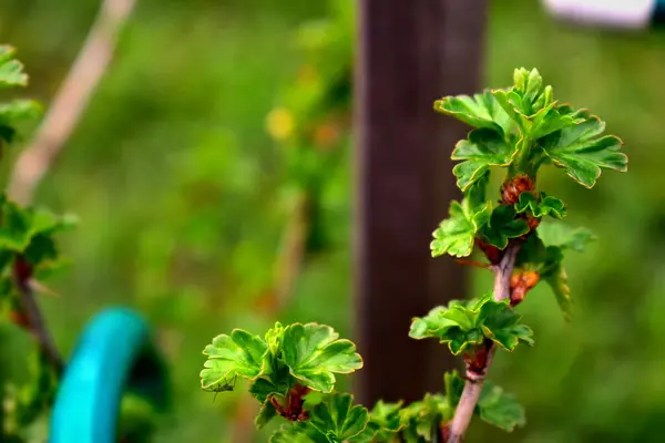 Giovani Foglie Caprifoglio Primavera — Foto Stock