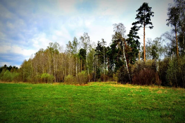 Gras Waldrand — Stockfoto