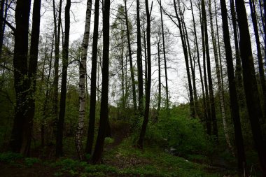 Ormanda bahar yağmurundan sonra