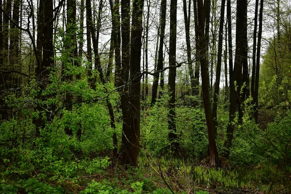 Islak Orman Bahar Yağmurundan Sonra — Stok fotoğraf