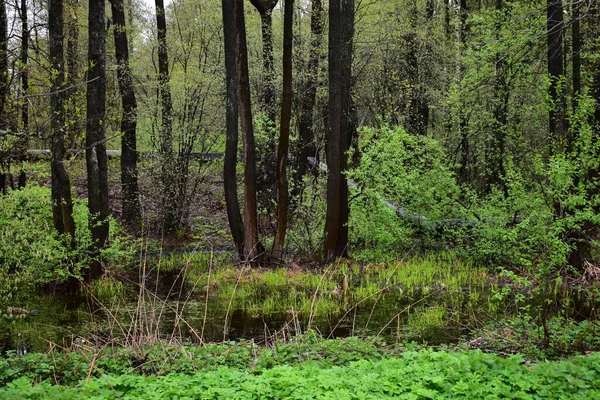 Floresta Molhada Depois Uma Chuva Primavera — Fotografia de Stock