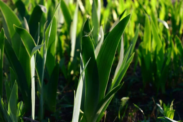 Färska Gräsblad Rabatten — Stockfoto