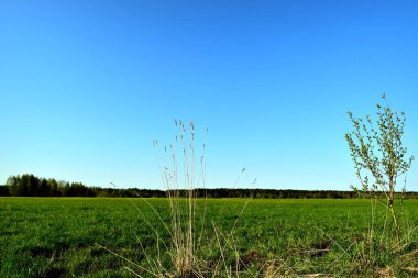 yeşil çayırlı bahar manzarası