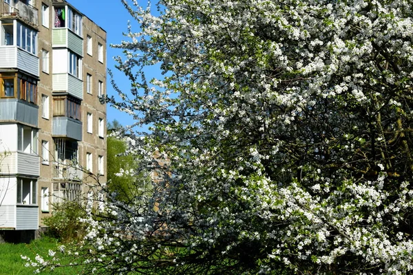 Macieira Florescendo Perto Edifício Residencial — Fotografia de Stock