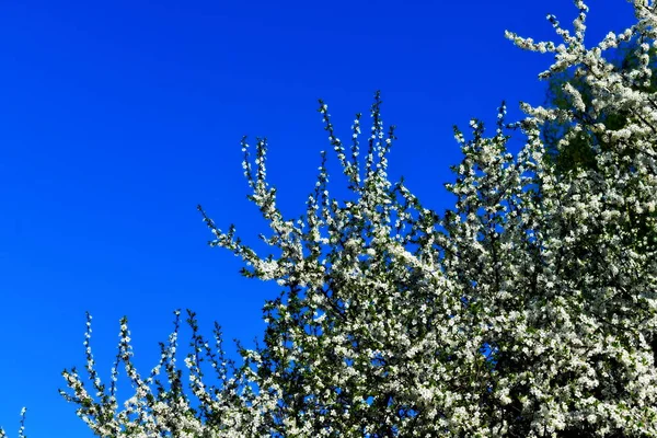 Kvetoucí Jabloně Proti Modré Obloze — Stock fotografie