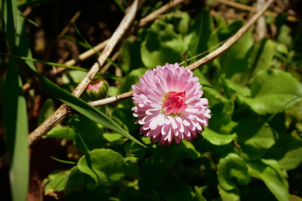 Flor Margarita Jardín — Foto de Stock