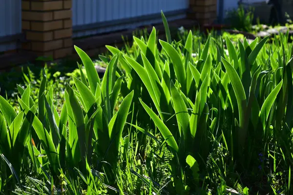 Hojas Iris Cerca Jardín — Foto de Stock