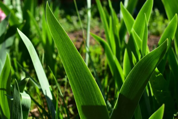 Iris Leaves Flowerbed — Stock Photo, Image