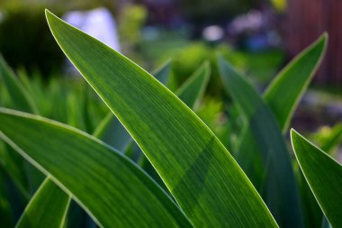 İris yaprakları bahçede. yakın plan