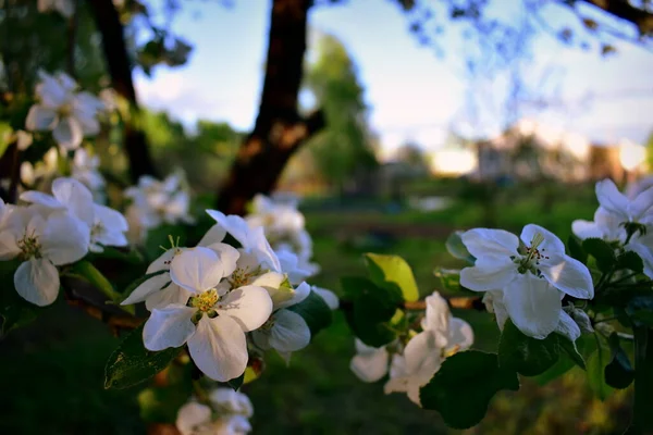 Větev Kvetoucího Jabloně — Stock fotografie