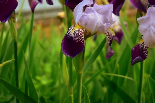 Achtergrond Afbeelding Met Bloeiende Irissen — Stockfoto