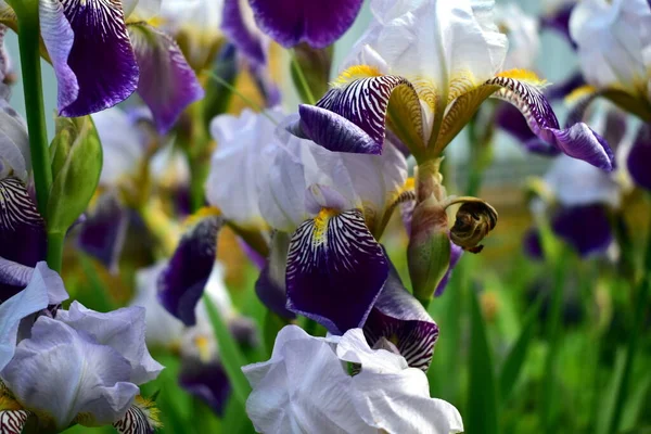 Blühende Irisblätter Garten — Stockfoto